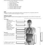 Body Planes And Anatomical Directions Worksheet Worksheet List