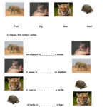 Comparing Animals Online Exercise