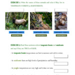 Types Of Forests Worksheet