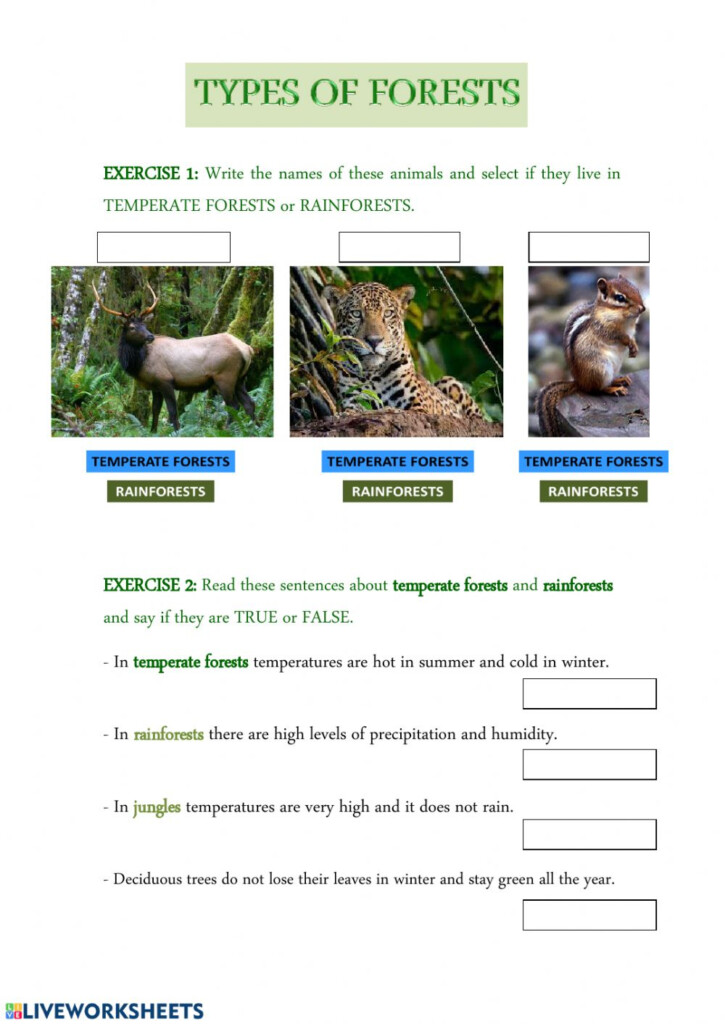 Types Of Forests Worksheet